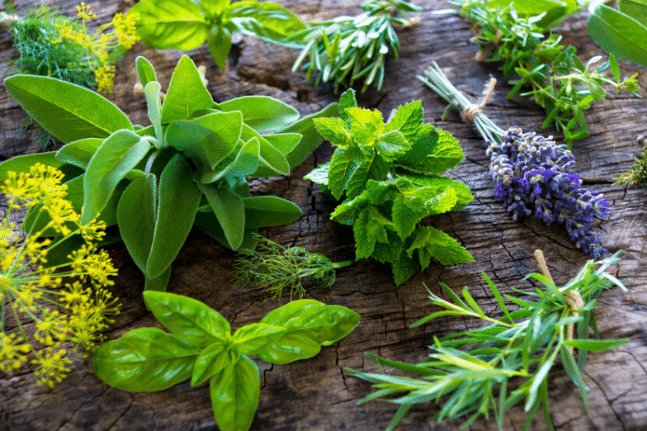 10 Herbs That Can Induce Nightmares