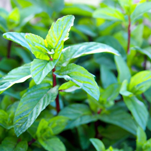 Ancient Uses of Peppermint: Magical and Therapeutic Properties Revealed