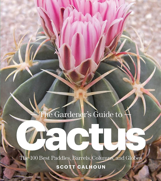 A Comprehensive Guide to Cactus and its Magical Properties - We Love Spells