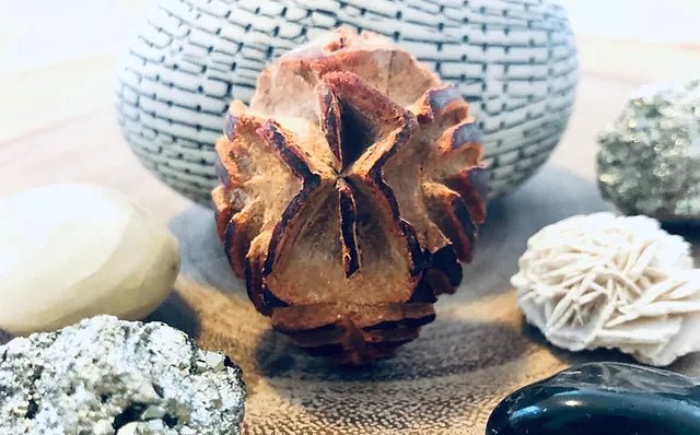 Carving Magical Sigils into Avocado Seeds