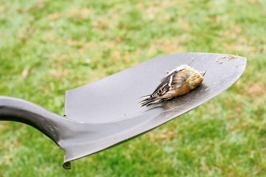 How to Properly Dispose of a Dead Bird Found on Your Doorstep