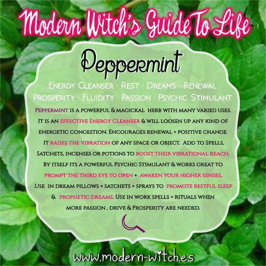 The Ancient Uses and Magickal Properties of Peppermint - We Love Spells
