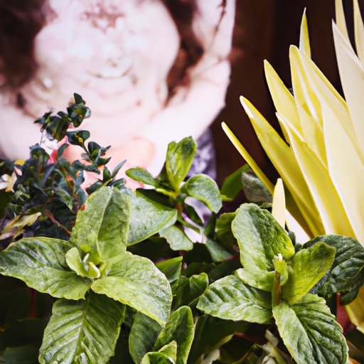 The Power of Pineapple Mint in Herbalism and Spiritual Practices - We Love Spells