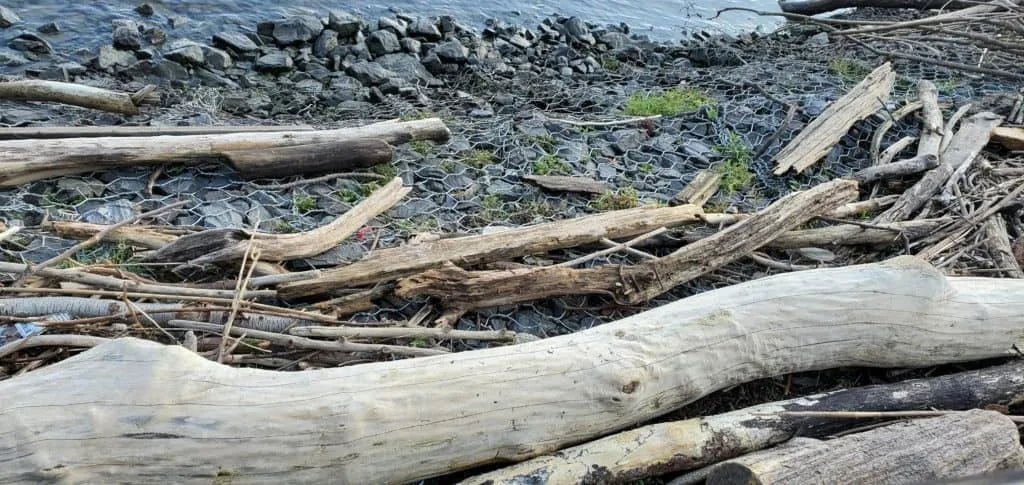 The Properties of Driftwood: A Comparison to Tree Wood - We Love Spells