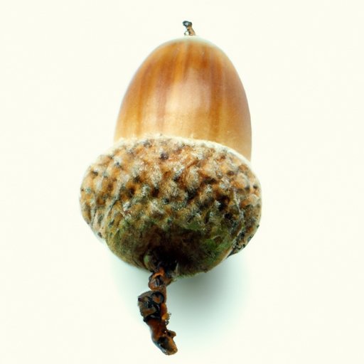 Activate Good Luck with a Gambling Spell Using an Acorn