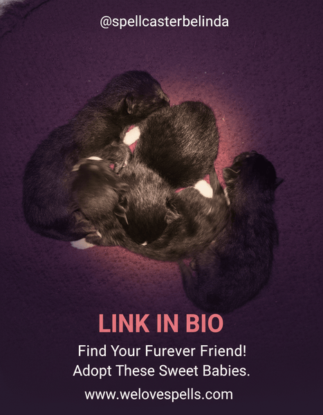 Luna the Black Cat and Her Adorable Newborn Kittens Update 🌙✨