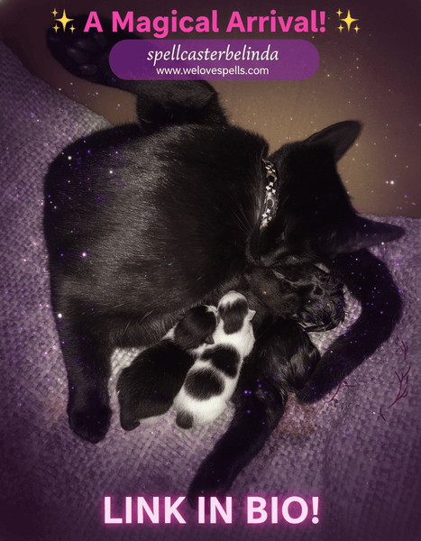 Luna Welcomes Her Three Adorable New Kittens This Samhain Season