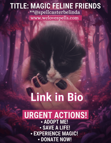 Luna’s Kittens Open Their Eyes: A Magical Milestone in Their Growth