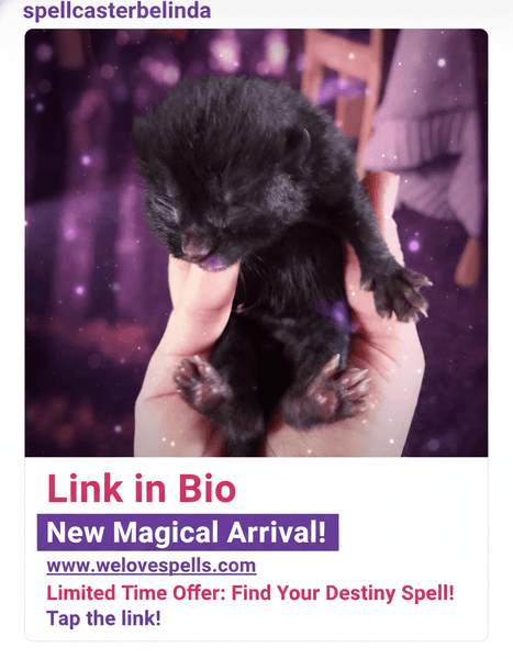 Meet Luna’s Newborn: A Magical All-Black Kitten’s First Day