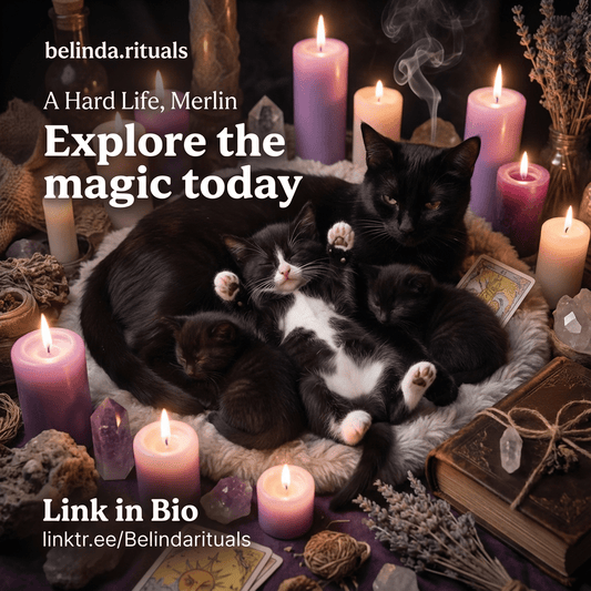 Merlin the Black Cat: Witchy Life Lessons and Kitten Chaos - We Love Spells
