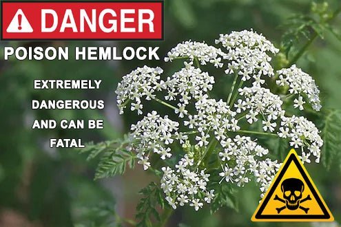 The Poisonous Properties of Hemlock: A Warning - We Love Spells