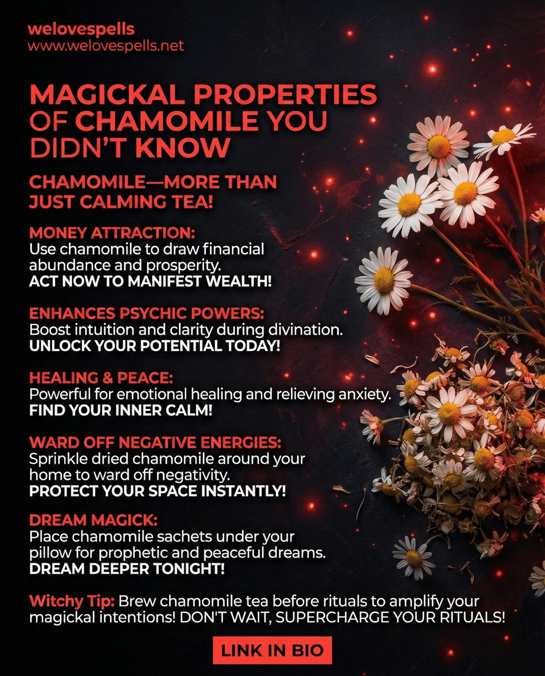 Unlock the Hidden Magick of Chamomile for Healing and Protection - We Love Spells